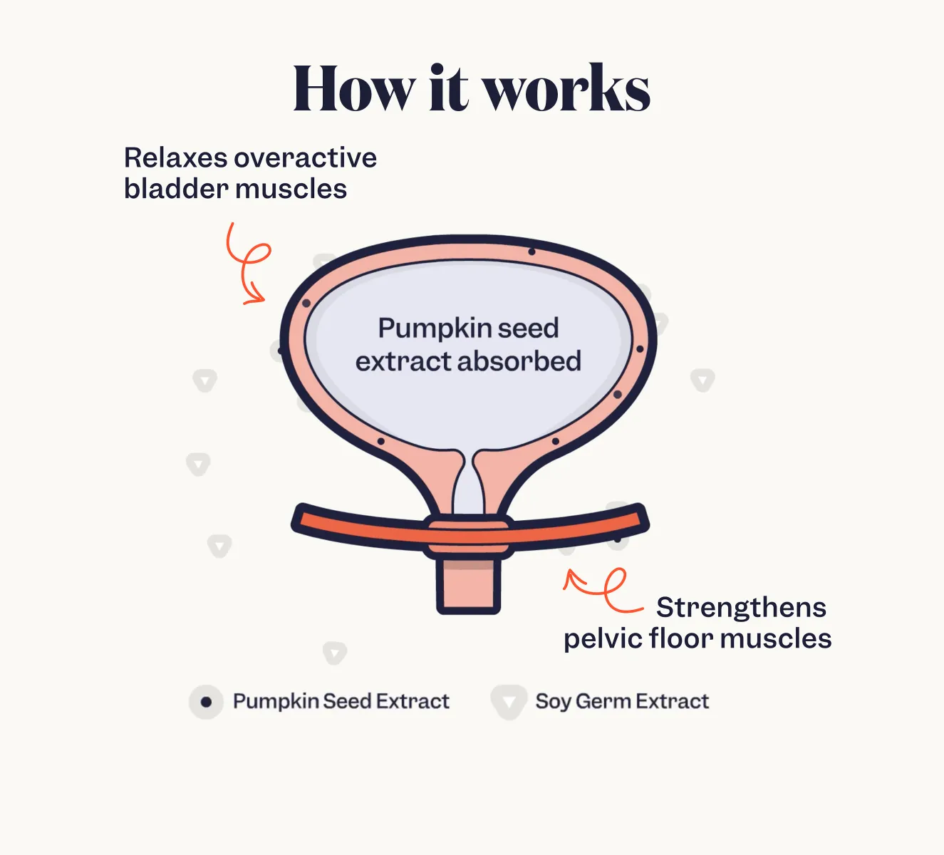 Bladder Build by LadyDry (68% OFF)